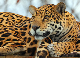 Jaguar is a cat, a feline in the Panthera genus only extant Panthera species native to the Americas. Jaguar is the third-largest feline after the tiger and lion, and the largest in the Americas. © Daniel Meunier
