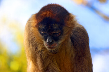 Spider monkeys are New World monkeys belonging to the genus Ateles, part of the subfamily Atelinae,. Like other atelines, they are found in tropical forests of Central and South America