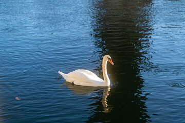 swans on the lake