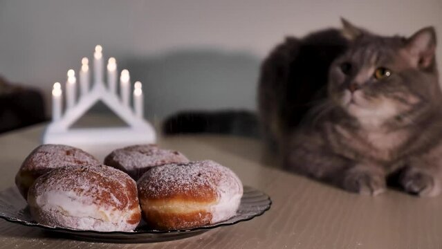 Scottish Straight eared Cat celebrates the Jewish holiday of Hanukkah at home with sweet donuts and a Star of David. Hand Lighting Candle