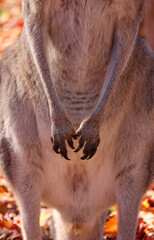 The kangaroo is a marsupial from the family Macropodidae (macropods, meaning 'large foot').