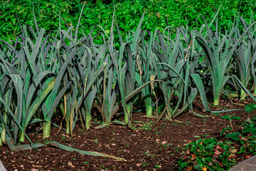 leek in the garden