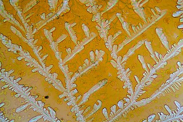 Soy sauce under the microscope