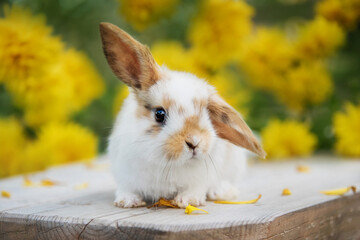 Little fold rabbit outdoors in summer - 678910829