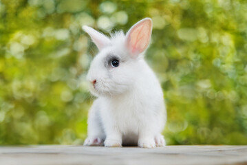 Little cute rabbit outdoors in summer