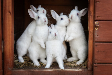 Little funny white rabbits in the hutch