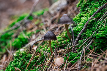 Setas en otoño en la Sierra de Guadarrama