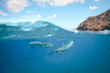 A Pod of Wild Spinner Dolphins swimming off the Shore of Oahu Hawaii 