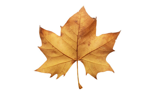 Plane tree autumn dry brown leaf lower side isolated transparent png. Platanus orientalis or Old World sycamore fall foliage.