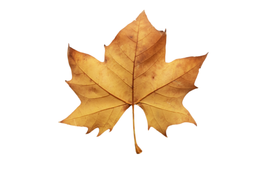 Plane tree autumn dry brown leaf lower side isolated transparent png. Platanus orientalis or Old World sycamore fall foliage.
