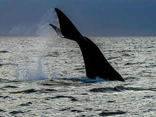 Southern Right Whale