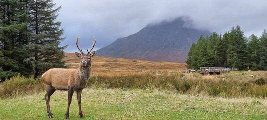 Wide shot of a scottish red deer stag in a forest with a mountain in view