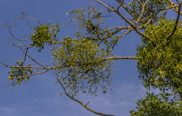 Multiple bunches of Mistletoe growing in a dead tree