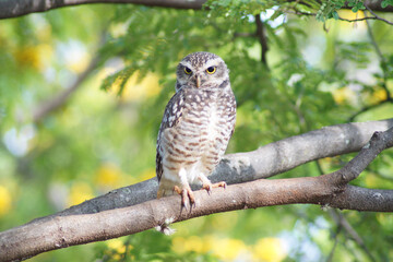 Burrowing owl on a tree branch