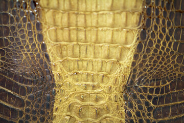 Close up from crocodile leather texture