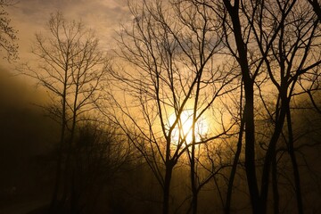 Dense trees in the forest during a misty sunrise