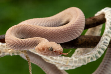Trimeresurus purpureomaculatus is a venomous pit viper species native to Indonesia and Southeast...