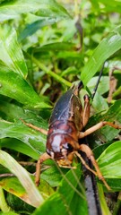Vertical shot of a cockroach on the green plants