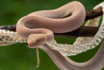 Trimeresurus purpureomaculatus is a venomous pit viper species native to Indonesia and Southeast...