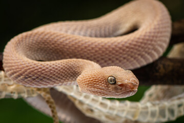 Trimeresurus purpureomaculatus is a venomous pit viper species native to Indonesia and Southeast...