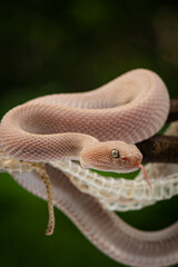 Trimeresurus purpureomaculatus is a venomous pit viper species native to Indonesia and Southeast Asia. Common names is mangrove pit viper, mangrove viper, and shore pit viper.