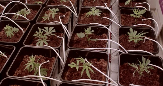 Close-up of green plants. Medicinal marijuana seedling of feminized autoflowering varieties. Legal cultivation of medical CBD in indoor farm.