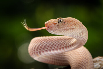Trimeresurus purpureomaculatus is a venomous pit viper species native to Indonesia and Southeast...