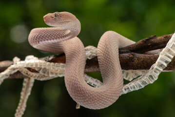 Trimeresurus purpureomaculatus is a venomous pit viper species native to Indonesia and Southeast...
