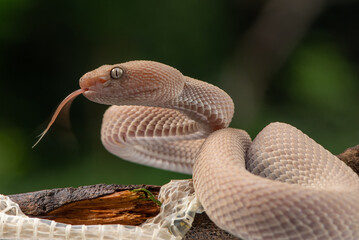 Trimeresurus purpureomaculatus is a venomous pit viper species native to Indonesia and Southeast Asia. Common names is mangrove pit viper, mangrove viper, and shore pit viper.