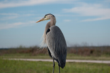 great blue heron