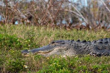 alligator in the wild