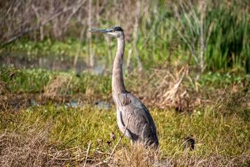Heron