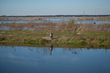 heron