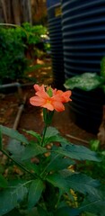Vertical closeup shot of a Crossandra Infundibuliformis flower with green leaves under it