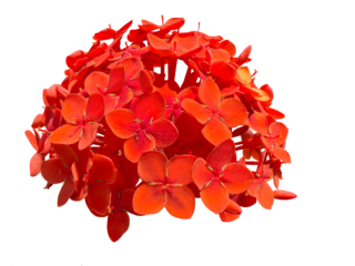 Red bunches of Ixora chinensis flowers in detail. Rubiaceae flower commonly known as Chinese ixora. Bouquet of red flowers close-up. Cut out and isolated. 