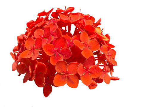 Red bunches of Ixora chinensis flowers in detail. Rubiaceae flower commonly known as Chinese ixora. Bouquet of red flowers close-up. Cut out and isolated. 