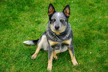 Portrait of Australian cattle sitting in the grass