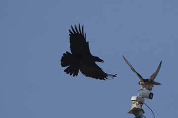 peregrine falcon and crow is fighting