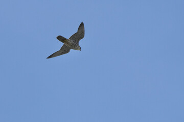 perefrine falcon in flight