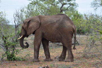 Obraz premium Elephant