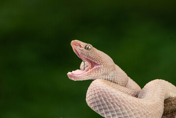 Trimeresurus purpureomaculatus is a venomous pit viper species native to Indonesia and Southeast...