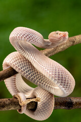 Trimeresurus purpureomaculatus is a venomous pit viper species native to Indonesia and Southeast Asia. Common names is mangrove pit viper, mangrove viper, and shore pit viper.