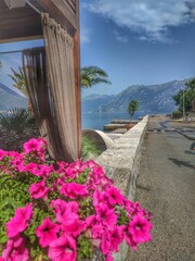 Pink flower on the street near the sea in Montenegro