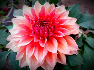 Close-up shot of a dahlia flower growing in a garden