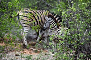 Fototapeta na wymiar Zebra Mutter mit Kind