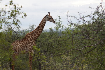 Giraffe