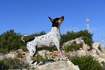 Beautiful shot of a rat terrier dog doing tricks on rocks in a park - obrazy, fototapety, plakaty