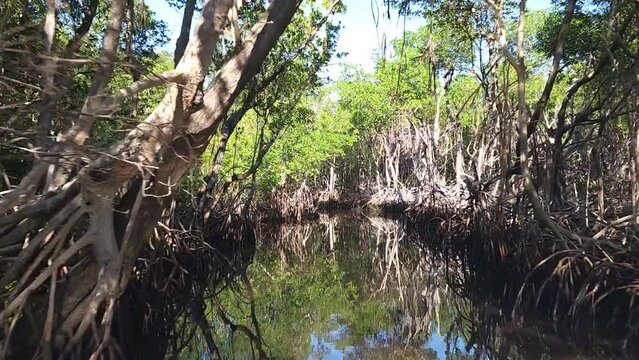 Everglades wetland in Florida
