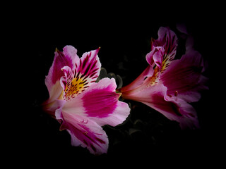 Alstroemeria pelegrina