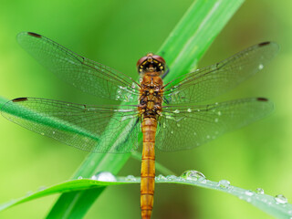 雨に濡れるトンボ